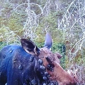 Meet your Posher, Alain